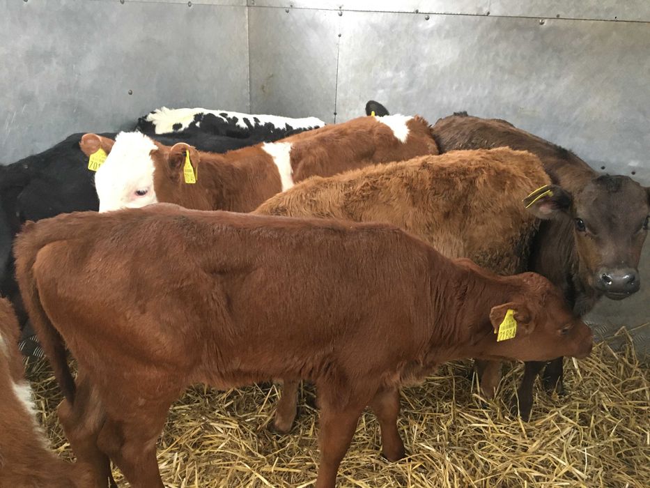 Cielęta byczki mięsne