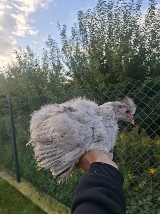Piękne dwa koguty silki