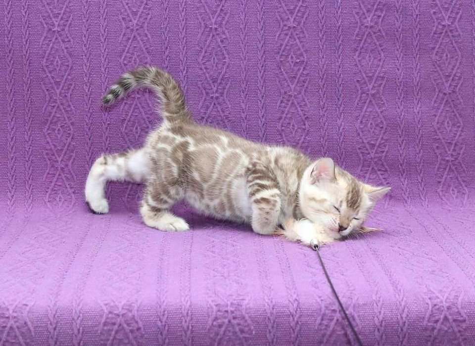 Мега ласковая бенгальская снежная(минк n 24 32) девочка