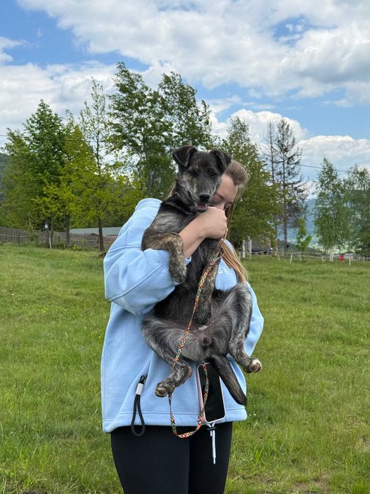 Франціна, метис, шукає дім | Центр адопції Зачин