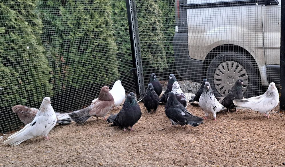 Orliki mikolajewskie nikolajewskie tarczowe