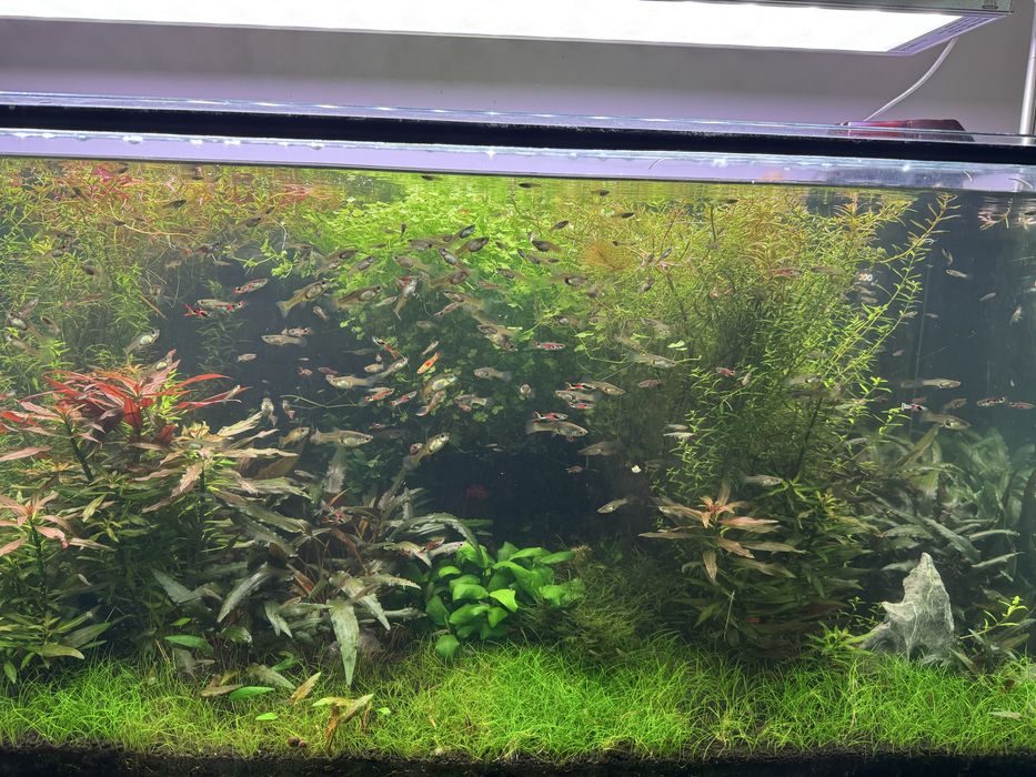 Vendo aquario Plantado + movel + Luminaria RGB + filtro+ co2 + todos os acessorios