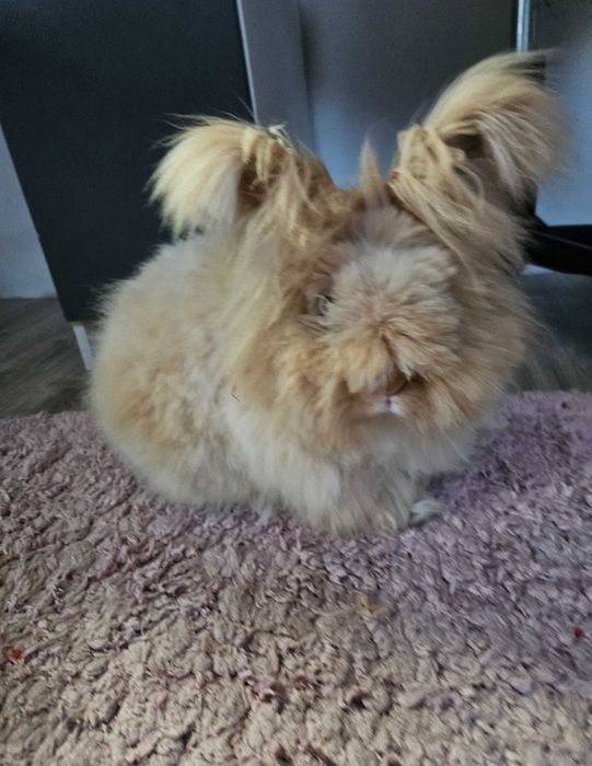 Dorosłe angora angielska YORCZEK królik miniaturka