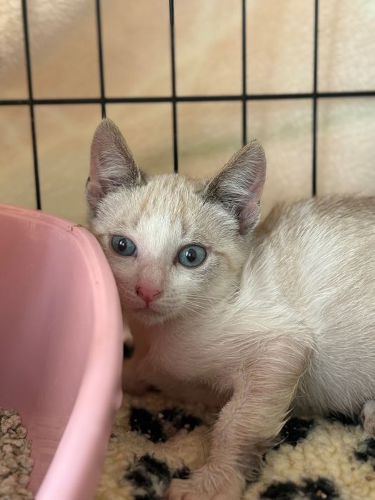 Gatinhos bebés para adoção responsável