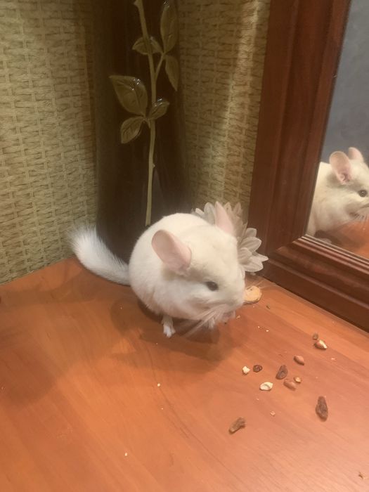 Пухнастий хвостикГризунчик