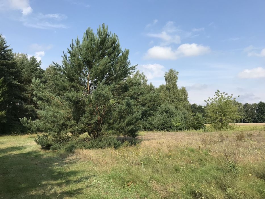 Działki Aleksandria z wydanymi WZ - Widok 3