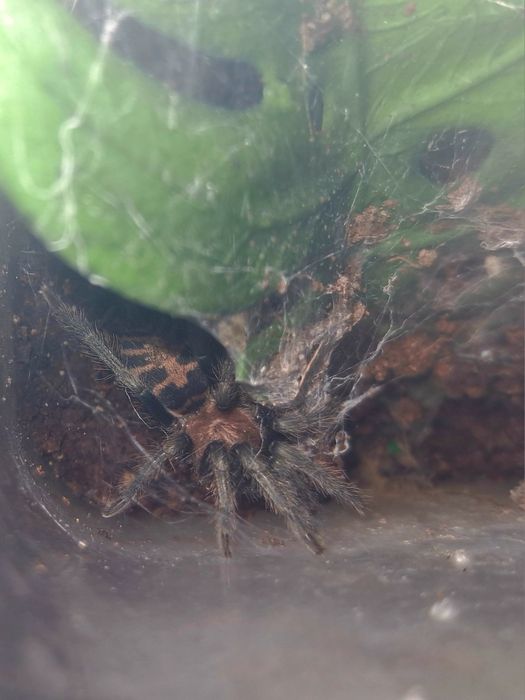 Ptasznik dla poczatkujacych