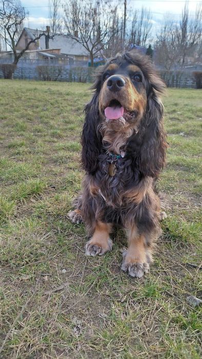 Вязка Англійський Кокер Спаніель