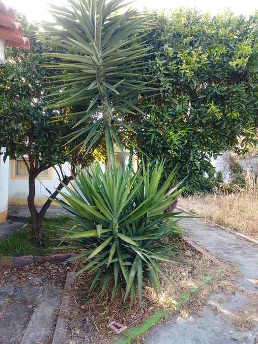 Plantas uicas tropicais