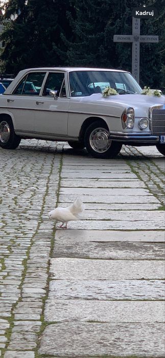 Auto do Ślubu  Mercedes 1969 r
