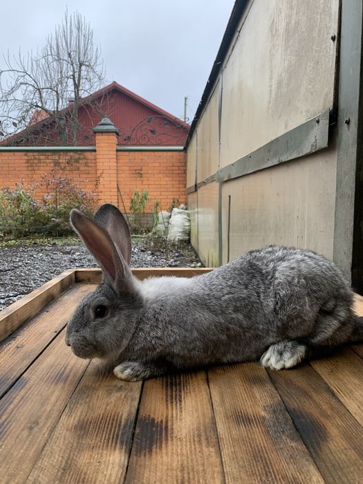 Продам  кролі