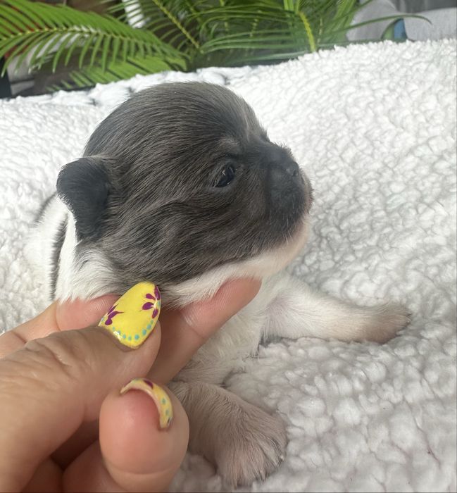 Długowłosy piesek chihuahua