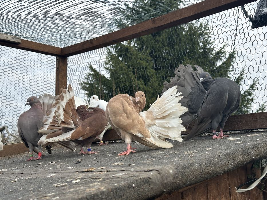 Dwie samice pawika na lęcie