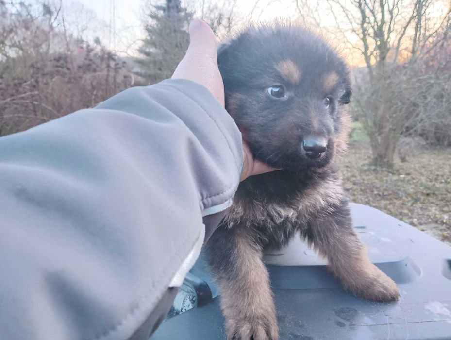 Pieski szukają nowego domu