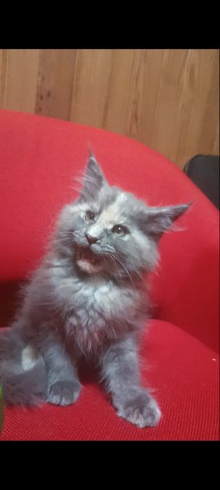 Maine coon fêmea