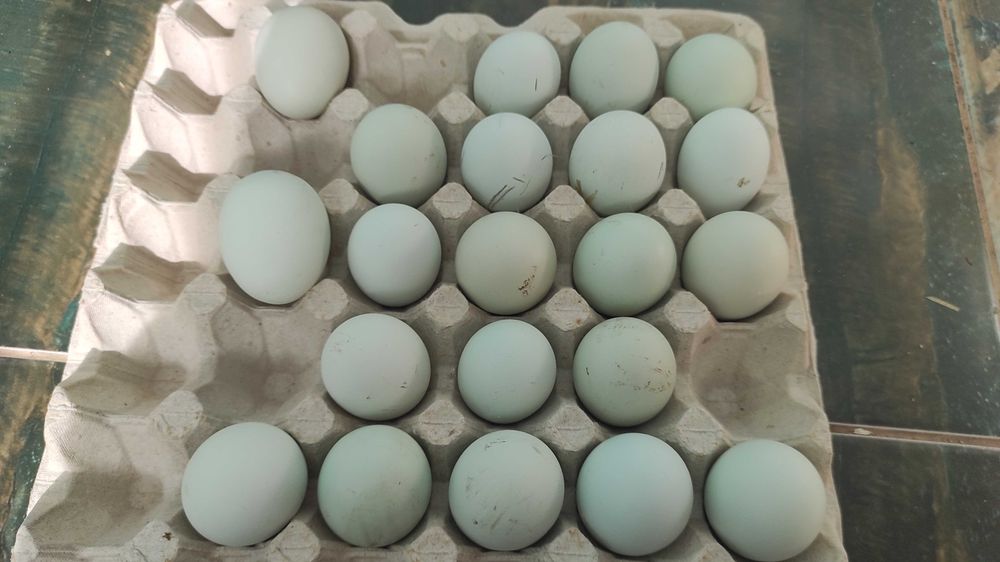 Інкубаційне яйце курей породи Легбар.