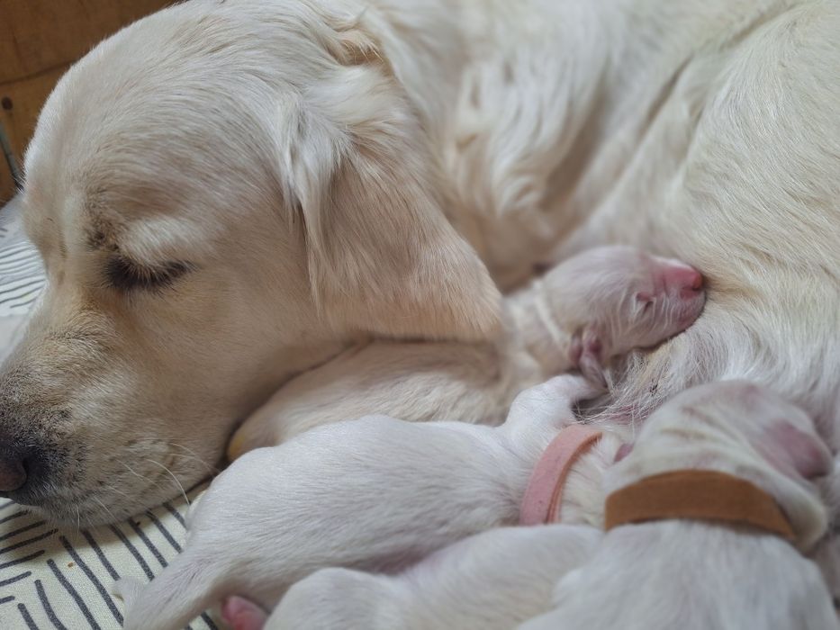 Golden Retriever – szczenię ZKwP / FCI  suczka piesek