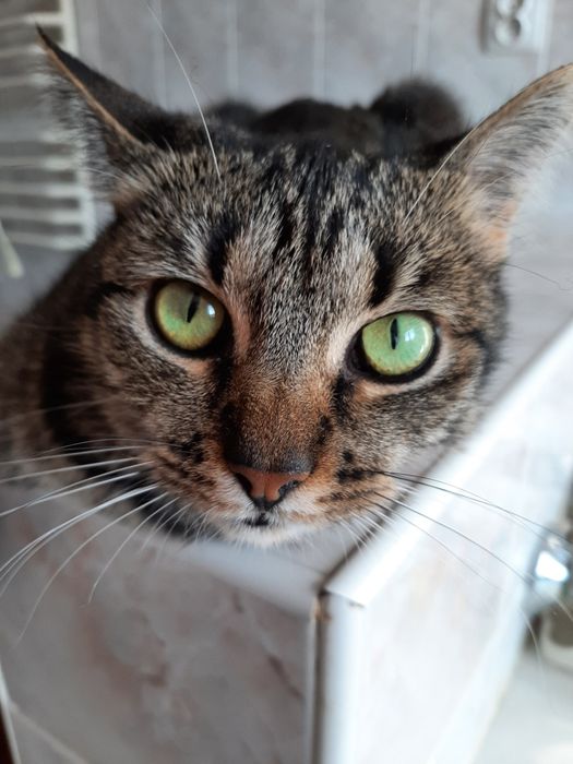 Kotka około  2,4 mce  do adopcji