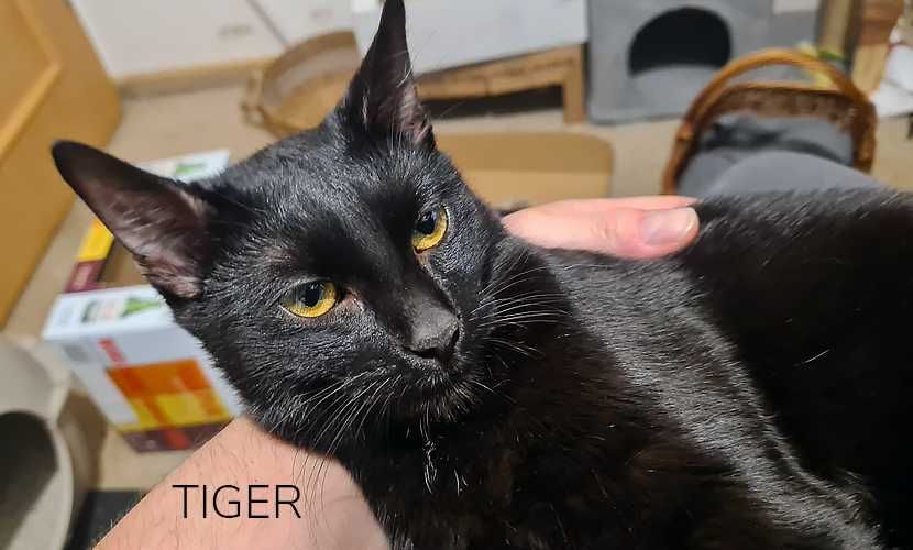 Słodki kocurek TIGER i RINO - kotki wychowane od małego z człowiekiem