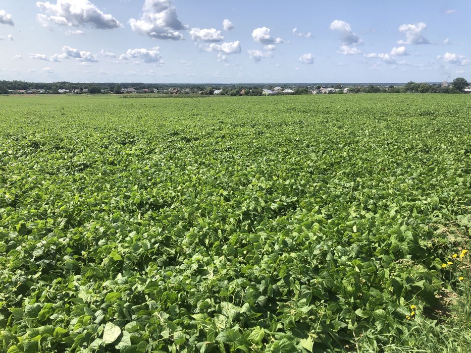 Насіння квасолі сорту «Іголомська»