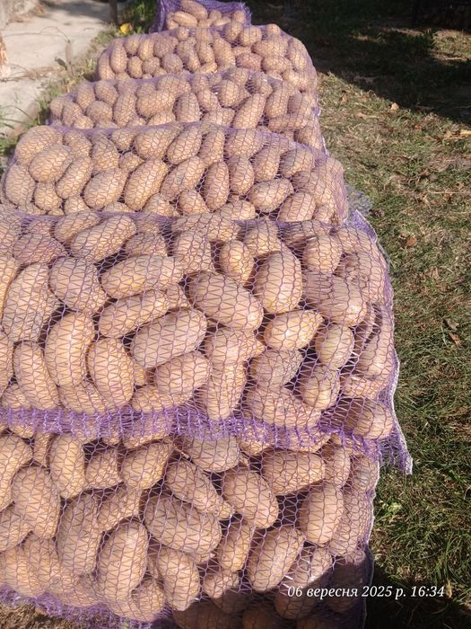 Безкоштовна доставка Картошка, консервація, картопля, бульба