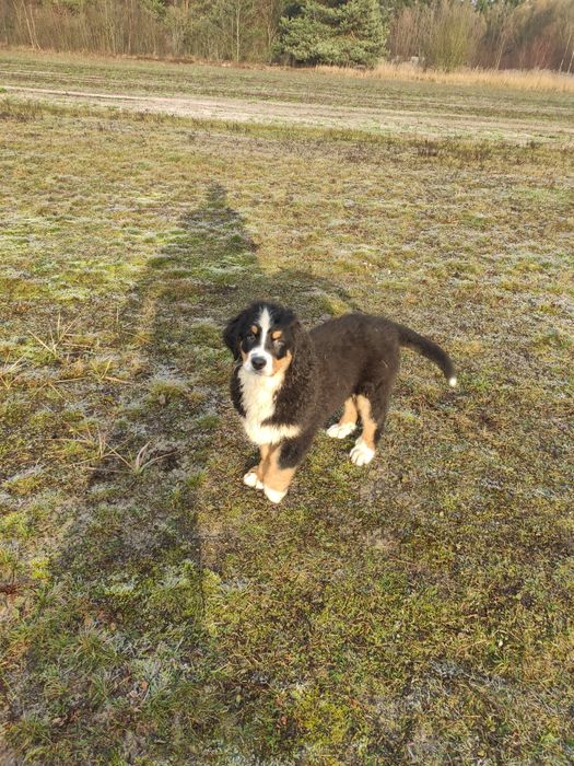 Berneński pies pasterski berneńskie z metryką i czipem
