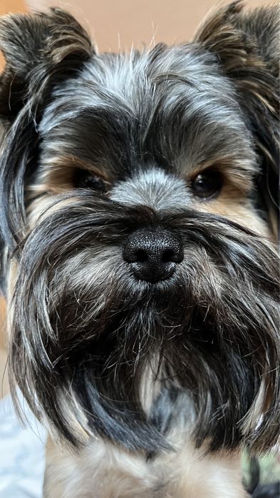 В’язка Йорк  запрошує