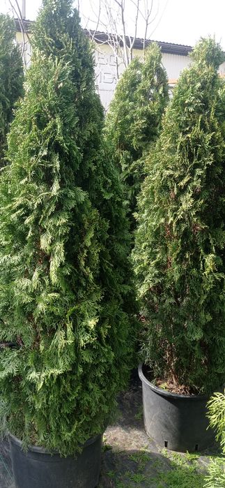 Туя Смарагд 150мм в высоту.