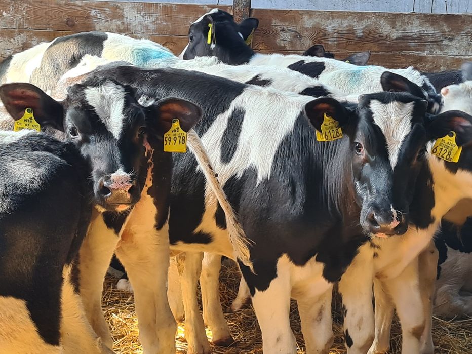 Cielęta na paszy bez mleka