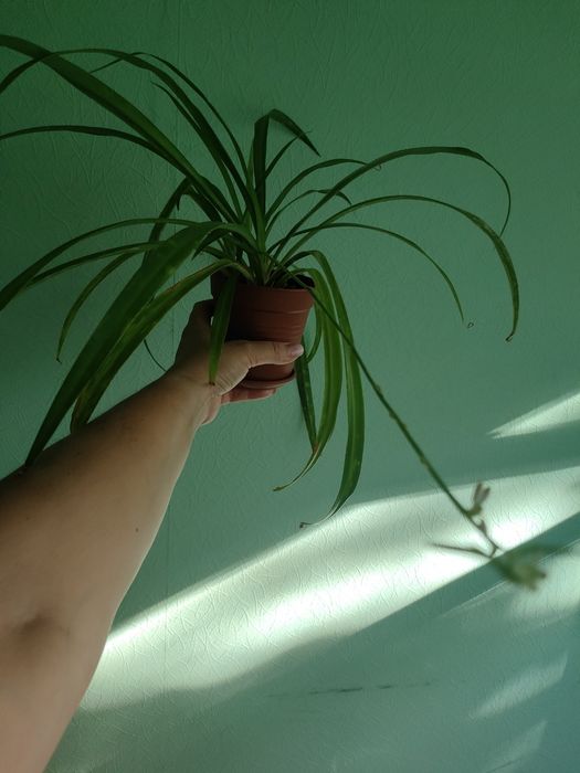 Продам вазон хлорофітум