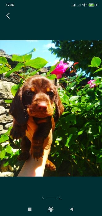 Шоколадні мінічки дівчатка і хлопчики