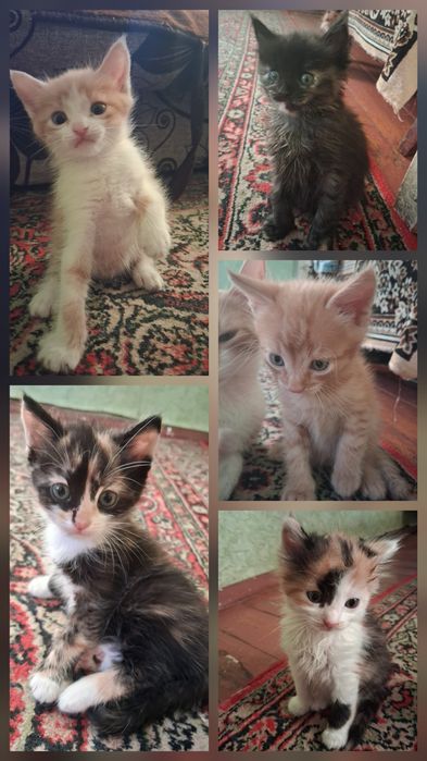 отдам котят в любящюю семью