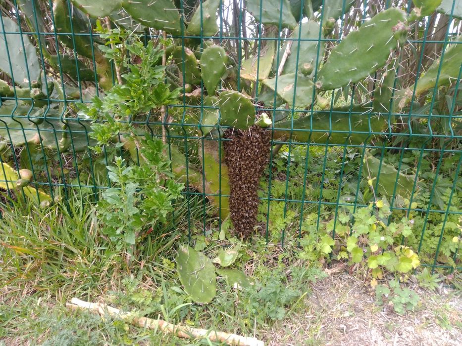 Abelhas, vespas, enxames, Apicultor