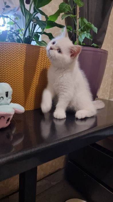 Шотландский  котик