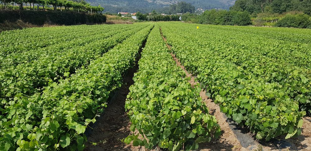 Videiras enxertadas (omega):196/17 e 1103-P