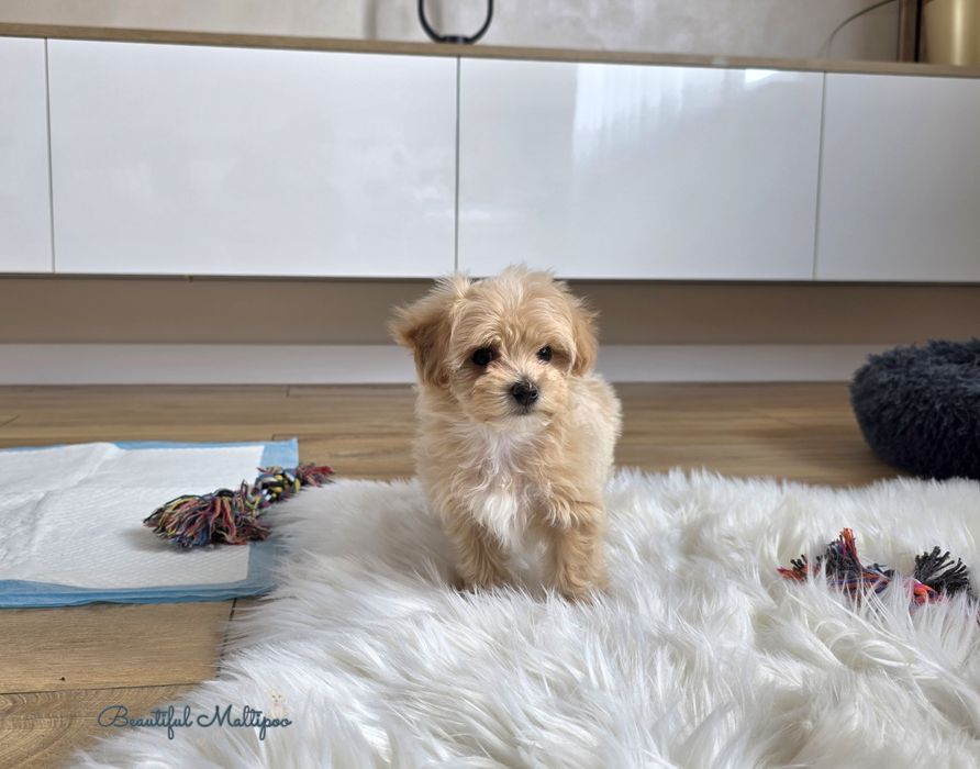 Rafi  piesek Maltipoo F1