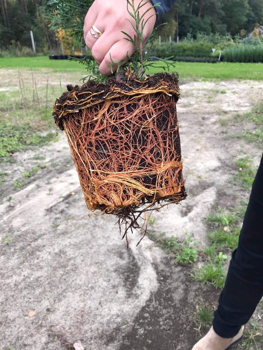 Thuja Smaragd, Tuja Szmaragd