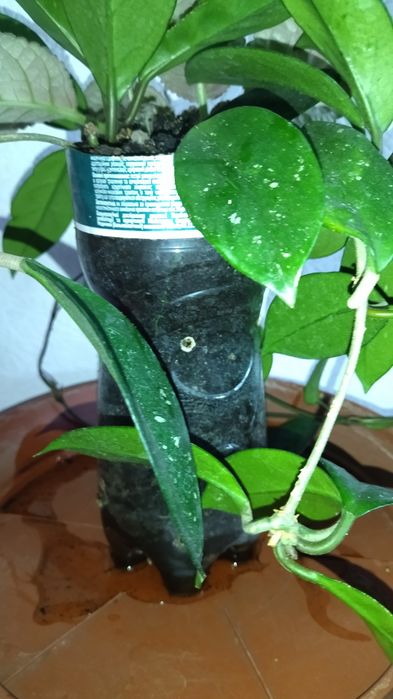 Хоя в пластиковом стаканчике