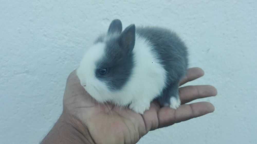 Coelhos anões+Gaiola nova+alimentação adequada