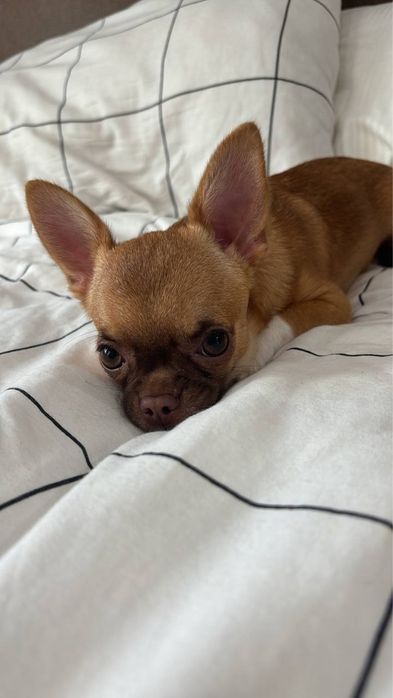 Чихуахуа ,кабель,вязка