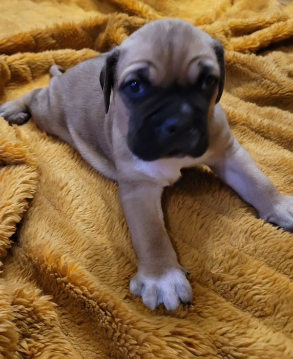 Szczeniak Cane Corso