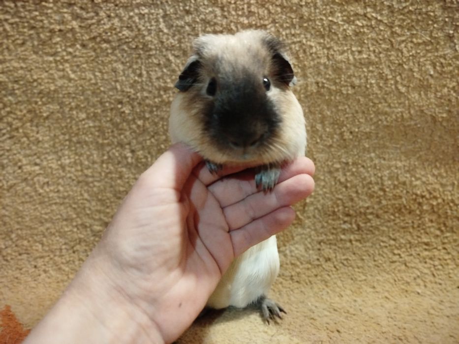 Морская свинка. Самец. Кремовый далматин, рисунок калифорния.