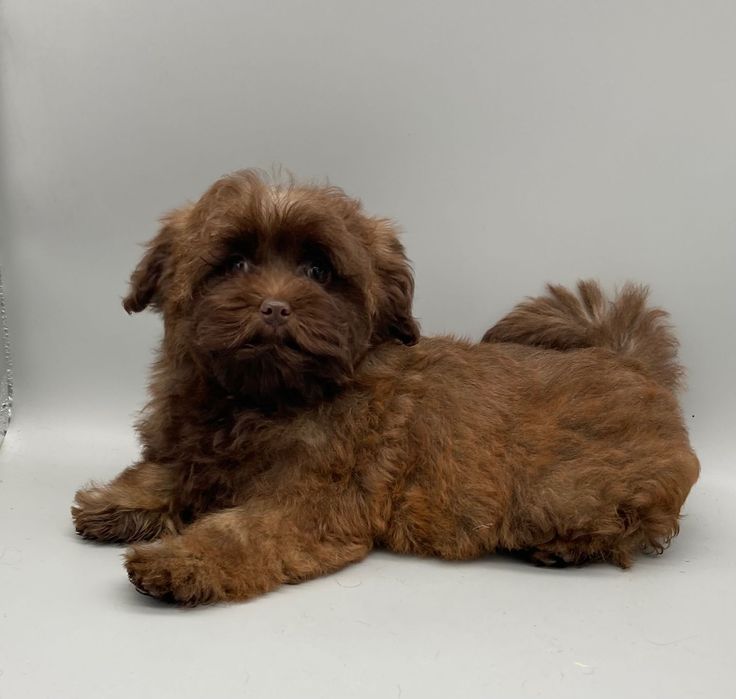 Супер- няшка дівчинка- цуценя Мальтипу шоколад колор-пойнт