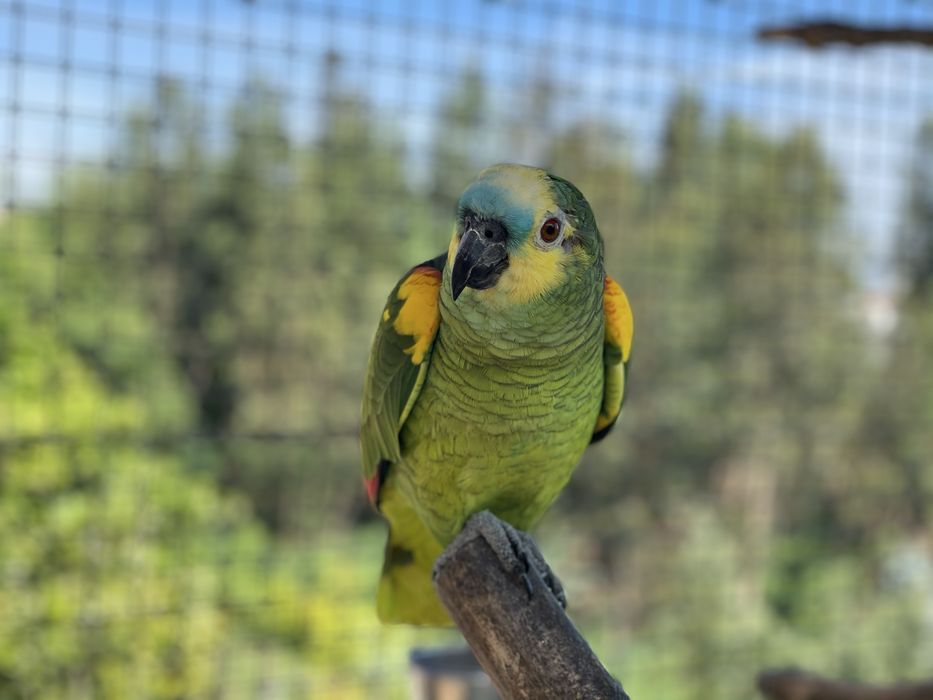 CEDO FÊMEA AMAZONA AESTIVA XANTHOPTERYX 2025