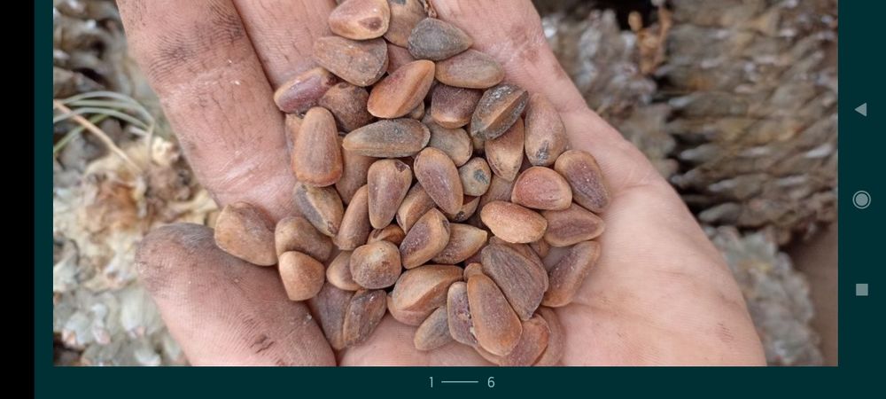 Корм для белок бурундуків соболів шишка кедра