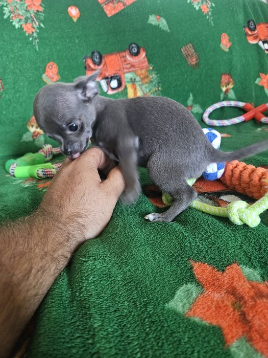 Chihuahua śliczny niebieski piesek