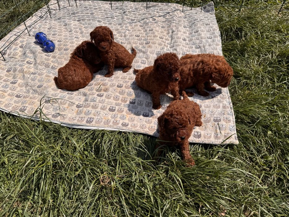 Ред браун Той Пудель ‼️ насичені ‼️