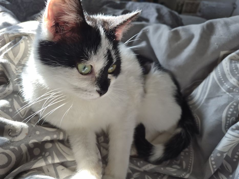 Oddam kotke w dobre rece