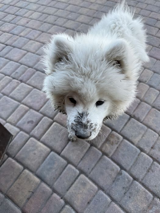 Samoyed piękne szczenię