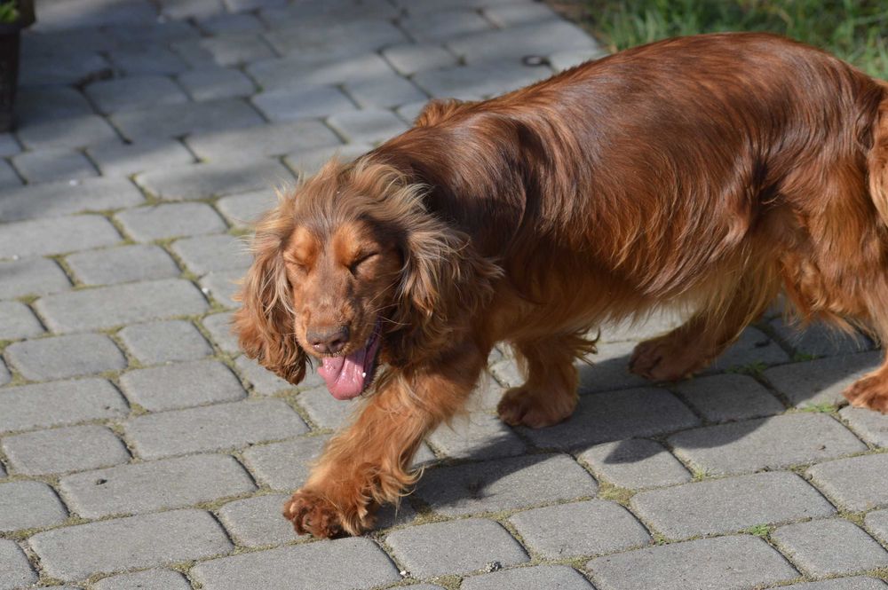 cocker spaniel angielski suczka dorosła czekoladowo-podpalana